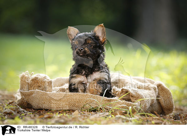 Yorkshire Terrier Welpe / Yorkshire Terrier Puppy / RR-86328