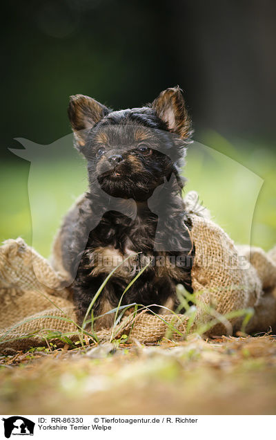 Yorkshire Terrier Welpe / Yorkshire Terrier Puppy / RR-86330