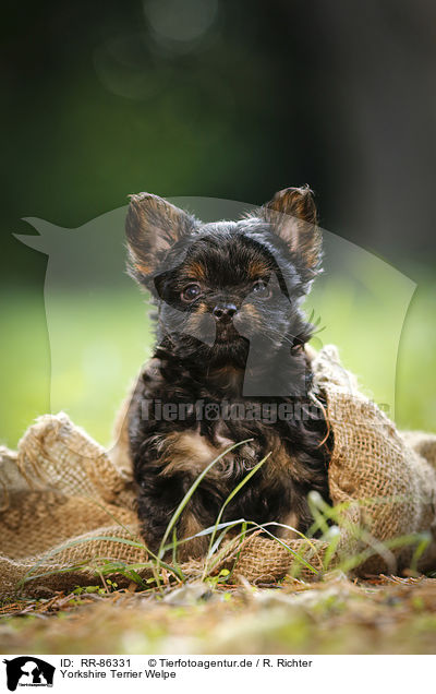 Yorkshire Terrier Welpe / Yorkshire Terrier Puppy / RR-86331