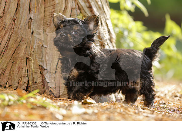 Yorkshire Terrier Welpe / Yorkshire Terrier Puppy / RR-86332