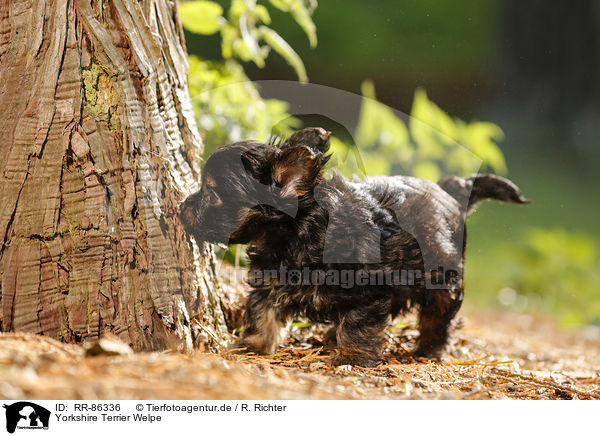 Yorkshire Terrier Welpe / Yorkshire Terrier Puppy / RR-86336