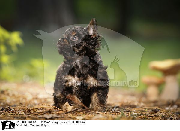 Yorkshire Terrier Welpe / Yorkshire Terrier Puppy / RR-86339