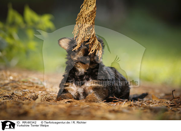 Yorkshire Terrier Welpe / Yorkshire Terrier Puppy / RR-86342