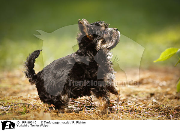 Yorkshire Terrier Welpe / Yorkshire Terrier Puppy / RR-86345