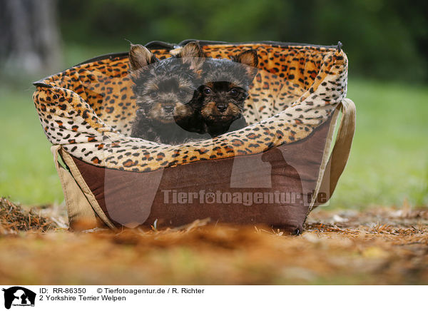 2 Yorkshire Terrier Welpen / 2 Yorkshire Terrier Puppies / RR-86350