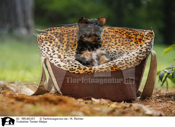 Yorkshire Terrier Welpe / Yorkshire Terrier Puppy / RR-86357