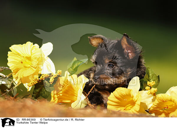 Yorkshire Terrier Welpe / RR-86369