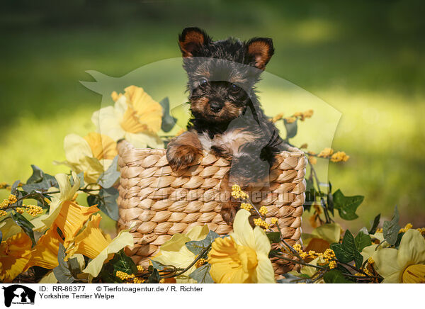 Yorkshire Terrier Welpe / Yorkshire Terrier Puppy / RR-86377