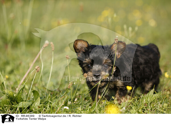 Yorkshire Terrier Welpe / RR-86389
