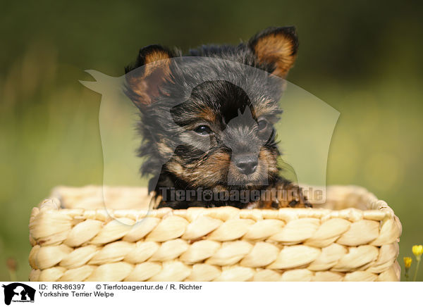 Yorkshire Terrier Welpe / Yorkshire Terrier Puppy / RR-86397