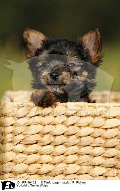 Yorkshire Terrier Welpe / Yorkshire Terrier Puppy / RR-86402