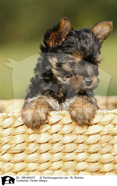 Yorkshire Terrier Welpe / Yorkshire Terrier Puppy / RR-86407