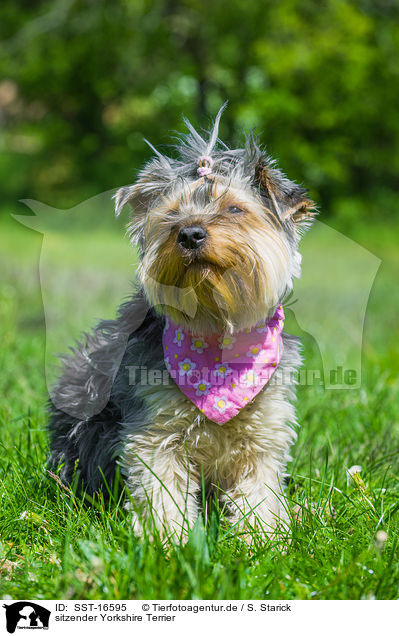 sitzender Yorkshire Terrier / sitting Yorkshire Terrier / SST-16595