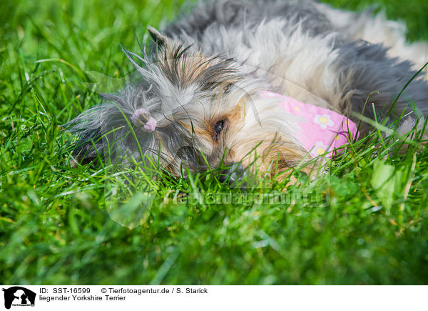 liegender Yorkshire Terrier / lying Yorkshire Terrier / SST-16599