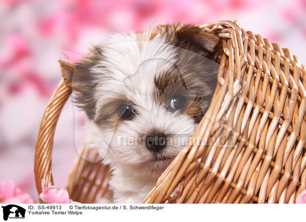 Yorkshire Terrier Welpe / Yorkshire Terrier Puppy / SS-49913