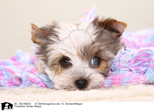 Yorkshire Terrier Welpe / SS-49933