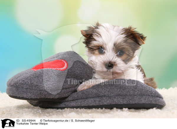 Yorkshire Terrier Welpe / Yorkshire Terrier Puppy / SS-49944