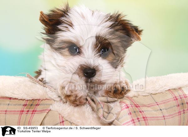 Yorkshire Terrier Welpe / Yorkshire Terrier Puppy / SS-49953