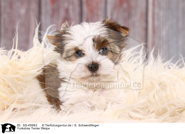 Yorkshire Terrier Welpe / Yorkshire Terrier Puppy / SS-49983