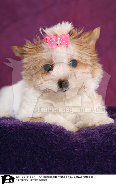 Yorkshire Terrier Welpe / Yorkshire Terrier Puppy / SS-51687