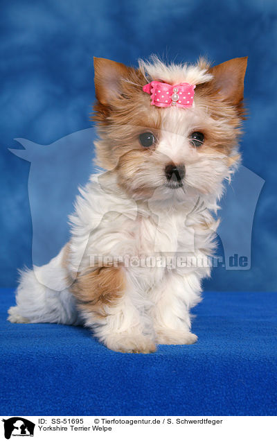 Yorkshire Terrier Welpe / SS-51695