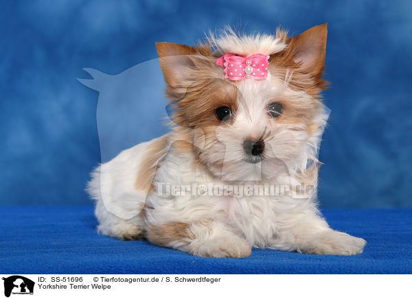 Yorkshire Terrier Welpe / SS-51696