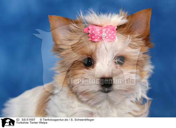 Yorkshire Terrier Welpe / SS-51697