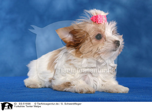 Yorkshire Terrier Welpe / SS-51698