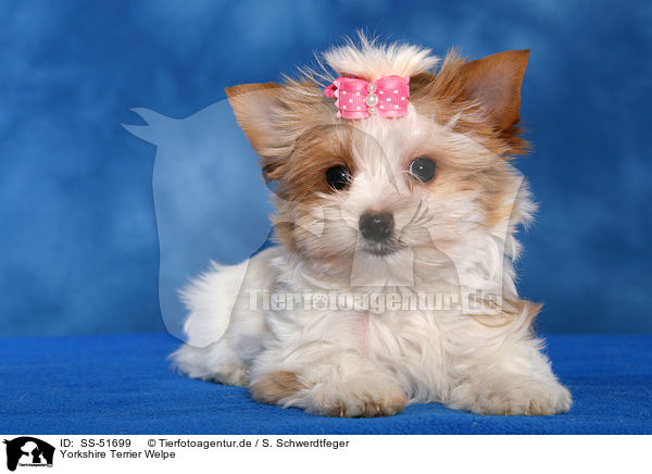 Yorkshire Terrier Welpe / SS-51699