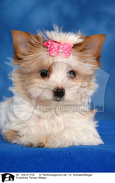 Yorkshire Terrier Welpe / SS-51700