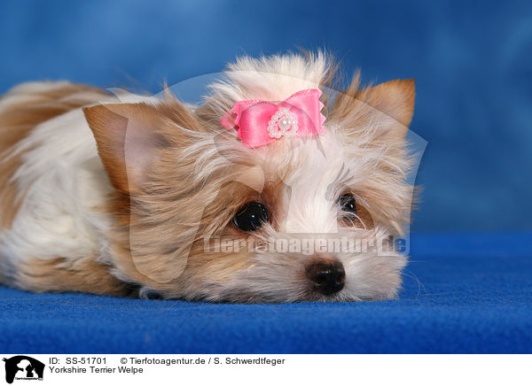 Yorkshire Terrier Welpe / SS-51701