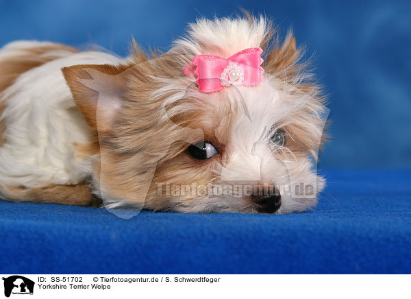 Yorkshire Terrier Welpe / SS-51702