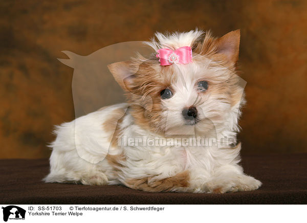 Yorkshire Terrier Welpe / SS-51703