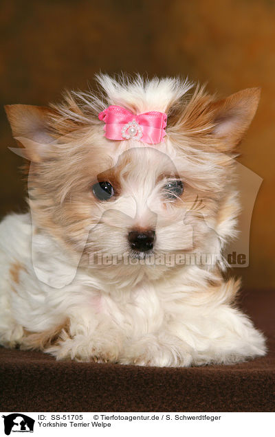Yorkshire Terrier Welpe / SS-51705