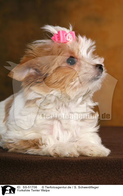 Yorkshire Terrier Welpe / SS-51706