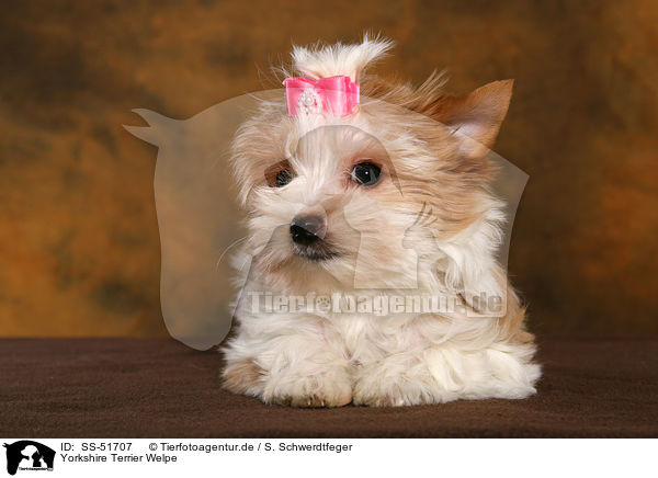 Yorkshire Terrier Welpe / SS-51707