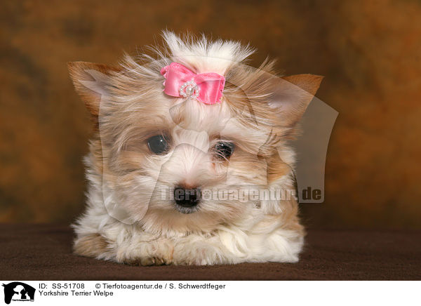 Yorkshire Terrier Welpe / SS-51708