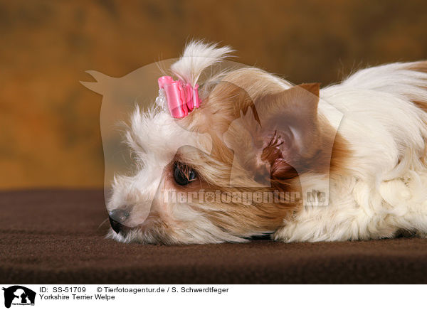 Yorkshire Terrier Welpe / SS-51709