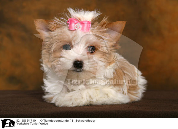 Yorkshire Terrier Welpe / SS-51710