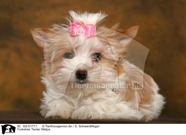 Yorkshire Terrier Welpe / SS-51711