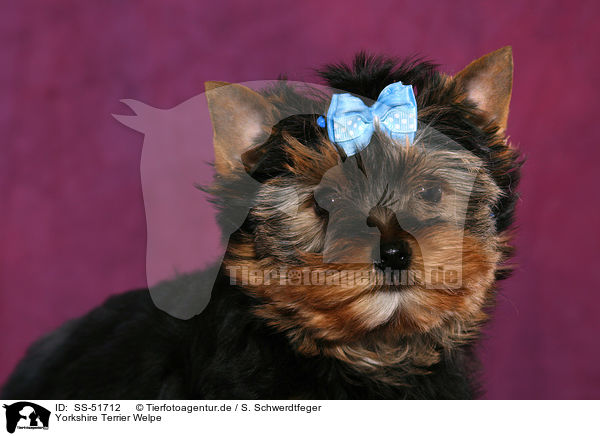 Yorkshire Terrier Welpe / SS-51712