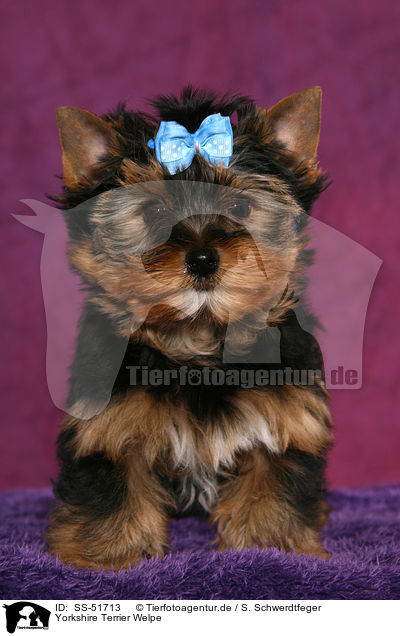 Yorkshire Terrier Welpe / SS-51713