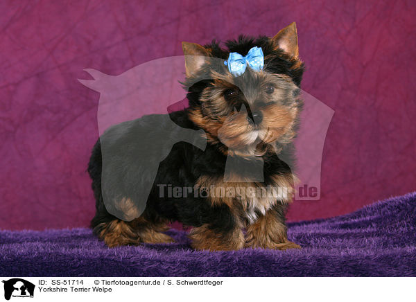 Yorkshire Terrier Welpe / SS-51714