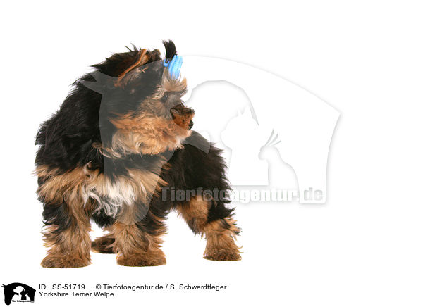 Yorkshire Terrier Welpe / Yorkshire Terrier Puppy / SS-51719