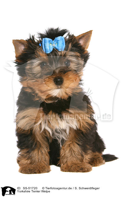 Yorkshire Terrier Welpe / SS-51720