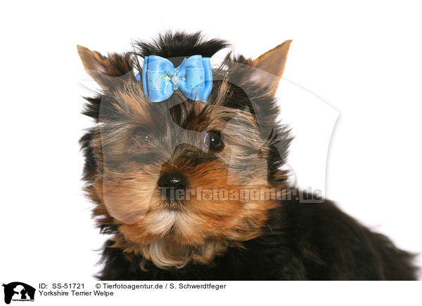 Yorkshire Terrier Welpe / SS-51721