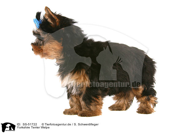 Yorkshire Terrier Welpe / SS-51722