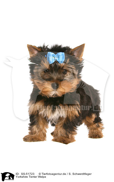 Yorkshire Terrier Welpe / SS-51723