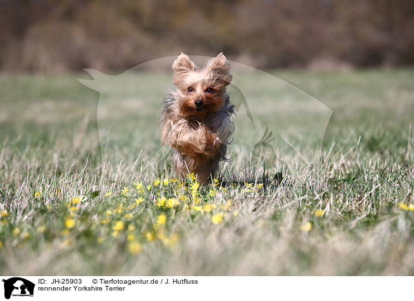 rennender Yorkshire Terrier / running Yorkshire Terrier / JH-25903