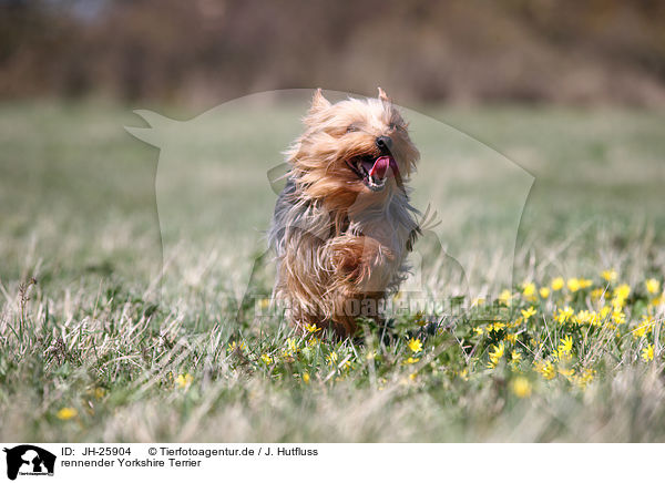 rennender Yorkshire Terrier / JH-25904